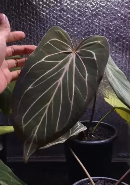 Anthurium KOS Butterfly from HU（Rmhakael | Anthurium KOS(HU