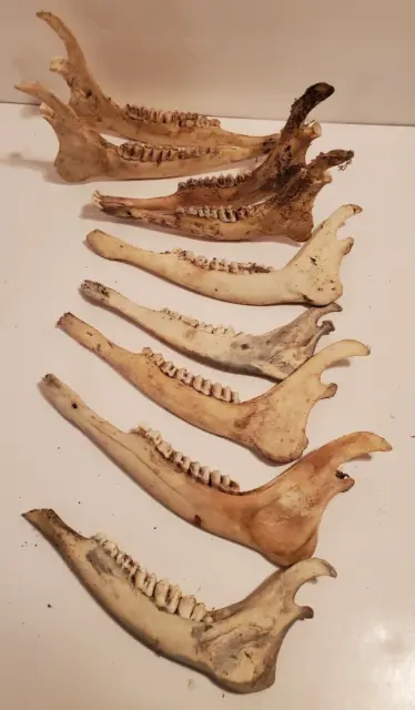 White-tailed Deer Jawbones skulls lot of 7