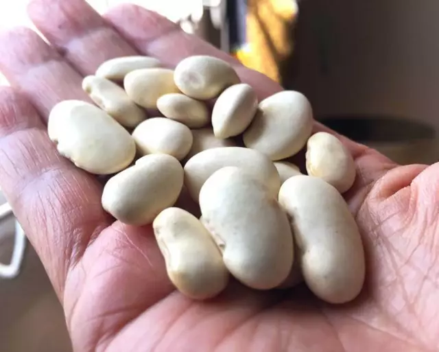 Seeds Beans White Triple Early Giant Vegetable Organic Heirloom NON-GMO