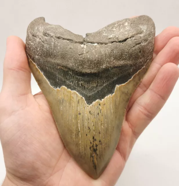 Gewaltiger Megalodon Haizahn ! 14,6 cm Kantenlänge ! Monster Hai Zahn Fossil