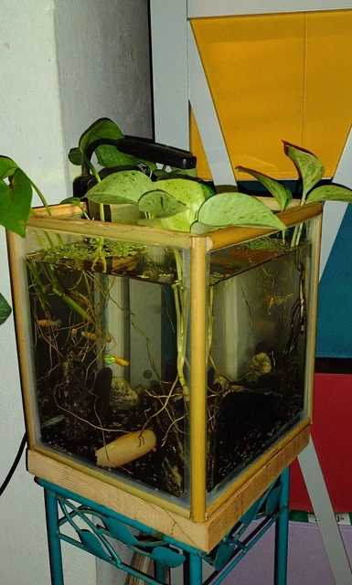 Bamboo & Acrylic Cube Nano Aquarium/ Fish Tank (Approx. 8" x 7")