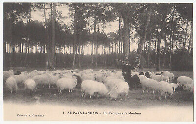cpa 40 berger et son troupeau mouton signe e vignes 