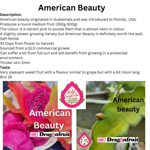 Rare dragon fruit cuttings - American Beauty