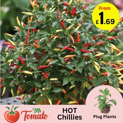 Chilli Pepper Plug Plants hot mild veg dwarf ornamental chili