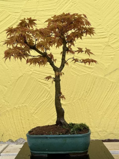 Joe Bonsai Acer Pal. Rareza ""Katsura"" Japonés Cuerno de Arce Cáscara Nuevo