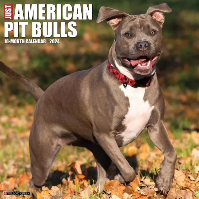 Just American Pit Bull Terriers 2024 12" x 12" Wall Calendar (free shipping)