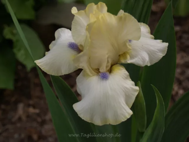 Schwertlilie / Iris " What about Me "