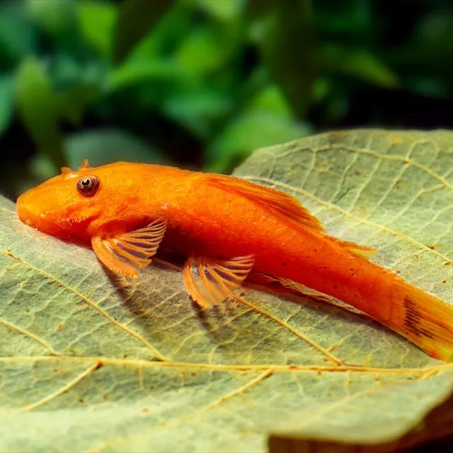 1 Super Red Bristlenose Pleco -  2" - US Tank Bred And Raised - Unsexed