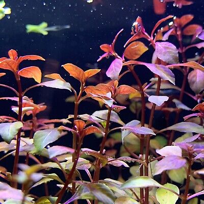 LUDWIGIA SP. 'SUPER RED MINI' - BUY3GET1FREE - Live Aquarium Red Plant AquaScape