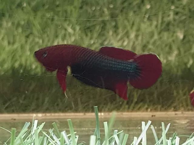Live Wild Betta Fish SP Api Api Green Flame Pair male and female