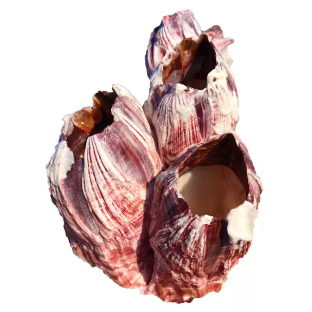 Natural Barnacle Coral Fish Tank Aquarium Landscape Decor Shrimp Shelter Supplie