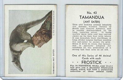 F55 Frostick, Animal Cards, 1933, #43 Tamandua Ant Eater