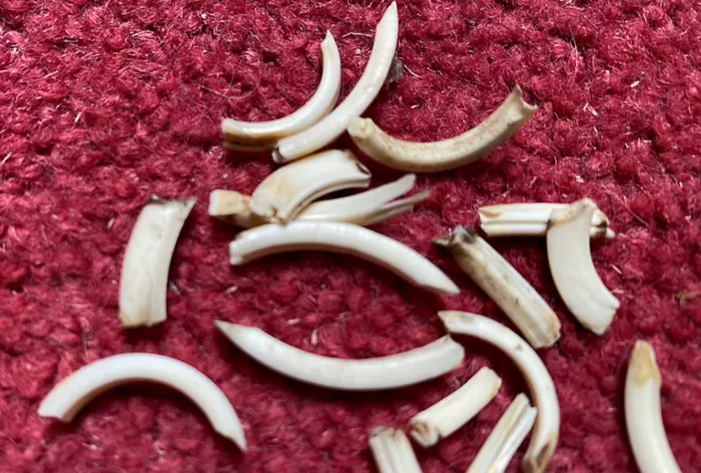 16 English Rabbit Teeth all found in Suffolk countryside. Pagan, Jewellery