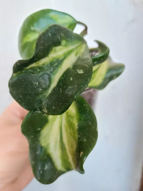 Hoya Obovata variegata splash