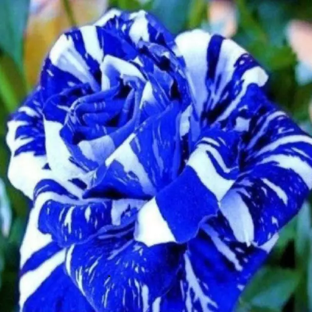 100 rare Blue Dragon Rose Seeds Flower Perennial Flowers Seed Bloom