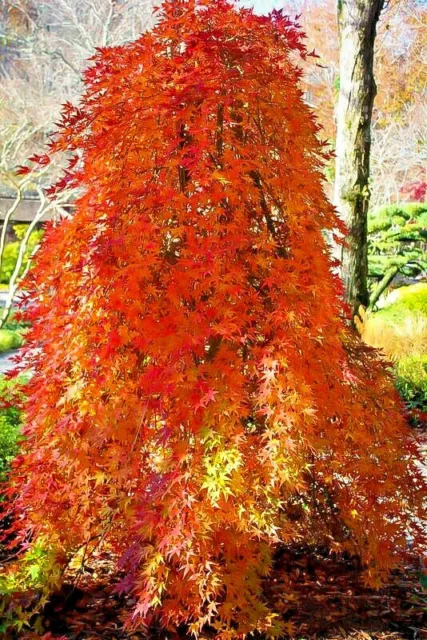 20 ANGYO WEEPING TRIDENT MAPLE SEEDS - Acer buergerianum " Angyo Weeping "