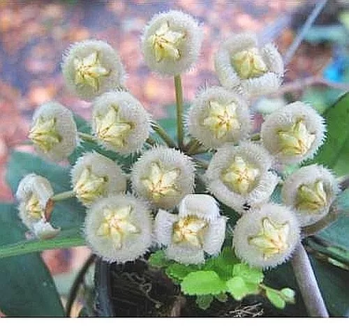 Hoya Mirabilis