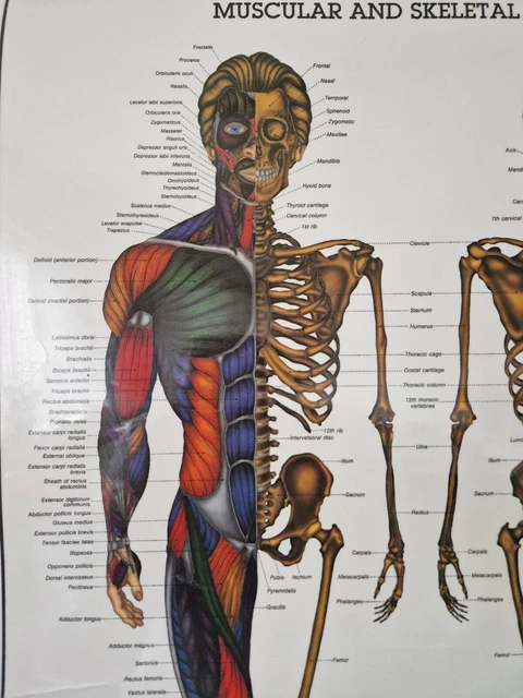 VINTAGE HUMAN MALE Anatomy Body Wall Chart Poster Medical Chart Bruce ...