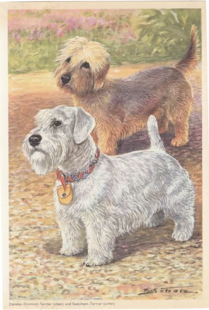 Dandie Dinmont Dog & Sealyham Terrier Dog Color Dogs Vintage Art  Print 1960