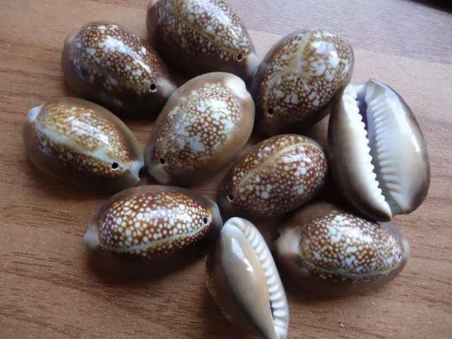 10x Natural Sea Shell DARK BROWN Polished Cowry Cowrie 31mm-35mm Hole (Q294)