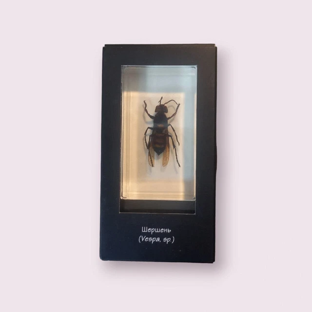 Hornet in acrylic glass. Real insect. Vespa sp.