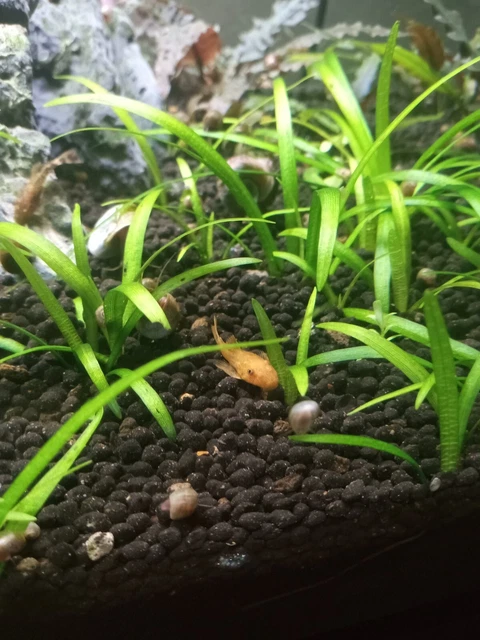5 pack Calico Bristlenose Pleco Juvenile ~1-2" 4
