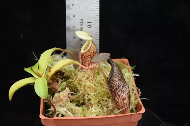 Nepenthes macfarlanei Genting Seed Grown - Carnivorous Tropical Pitcher Plant Nepenthes macfarlanei Genting Seed Grown - Carnivorous Tropical Pitcher Plant