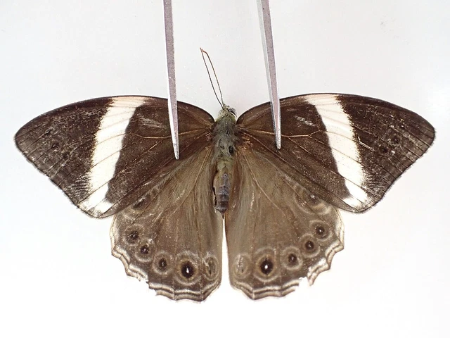 N19116. Unmounted butterflies: Nymphalidae sp. Vietnam. Nghe An