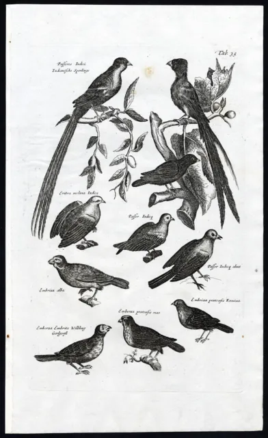 Antique Print-BIRDS-WHYDAH-INDIGOBIRD-BUNTING-EMBERIZA-Jonston-Merian-1657