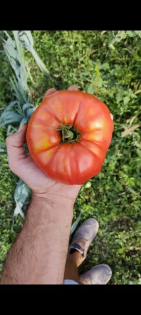 🍅20 graines de tomates Corse Bio et reproductible, variétés anciennes