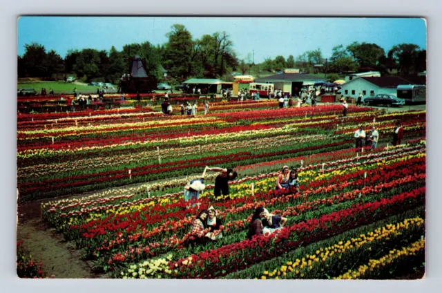 Holland MI-Michigan, Tulip Time, Nelis Nurseries, Windmill, Vintage Postcard