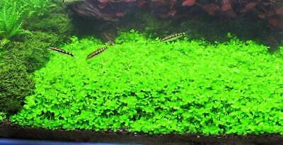 *BUY 2 GET 1 FREE* Micranthemum Monte Carlo Easy Carpet Live Aquarium Plant ✅
