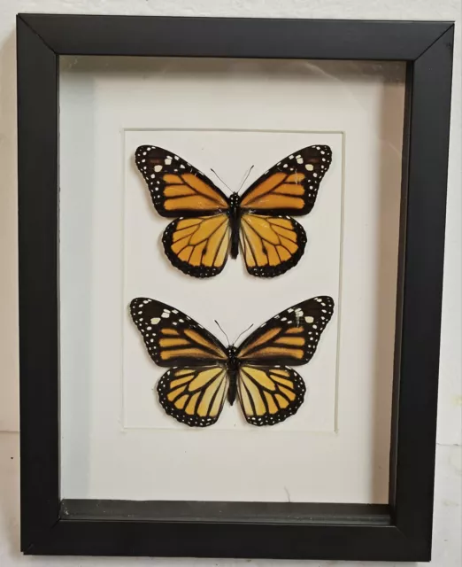 Real framed Monarch butterflies(M&F) from Costa rica