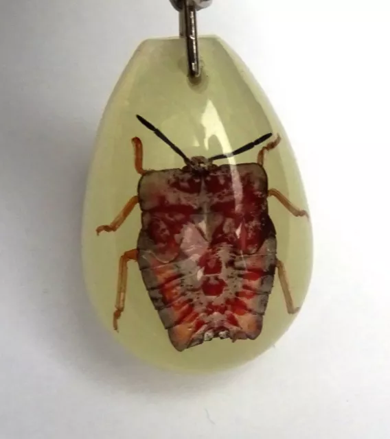 Glow In The Dark Specimen Leaf Beetle Key Ring With Real Insect And Key Chain 2