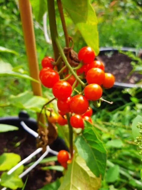 Kitiley - Liberian pea eggplant - Solanum anguivi - 10+ seeds - Samen - So 093