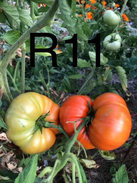 https://www.picclickimg.com/WzkAAOSwBdRfgve-/20-Graine-Tomate-grosse-RUSSE-Bio-Reproductible-frais-port.webp