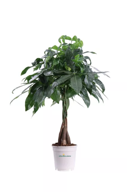 PIANTA DI PACHIRA Acquatica Intrecciata pianta vera ornamentale da  appartamento EUR 39,90 - PicClick IT