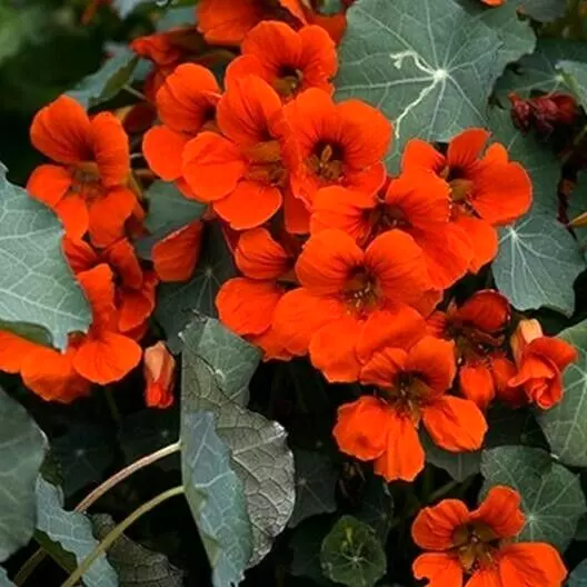 Nasturtium EMPRESS OF INDIA Red Vine 16" Hummingbirds Edible NonGMO USA 20 Seeds