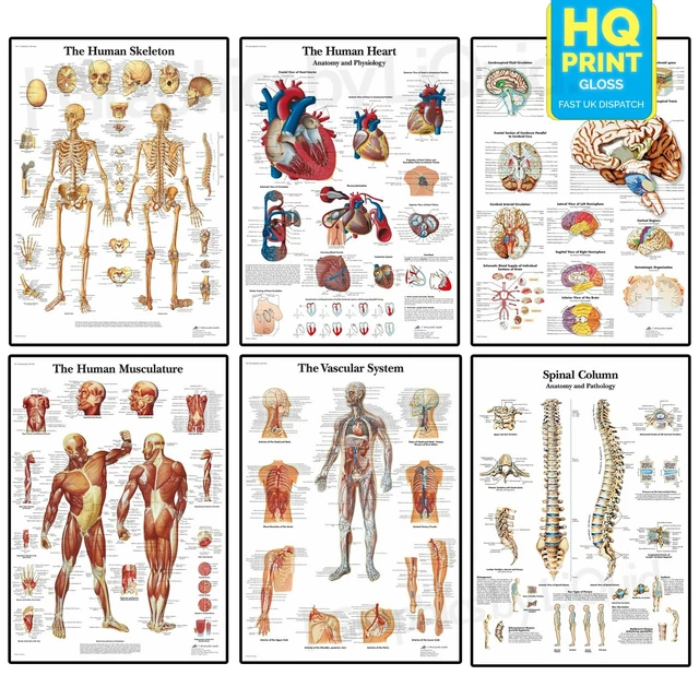 ANATOMY OF THE Brain Educational Notes Anatomical Human Body A3 Poster