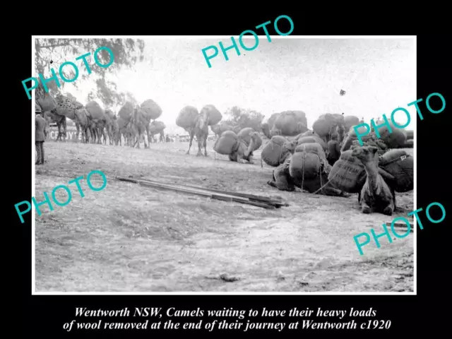 OLD 8x6 HISTORIC PHOTO OF WENTWORTH NSW CAMEL TEAMS LOADED WITH WOOL c1920