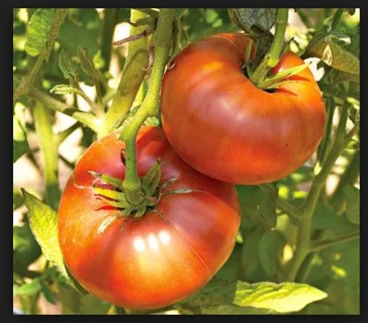 Brandywine RED Tomato 30 - 5000 Seeds  Heirloom Open Pollinated Non-GMO Big