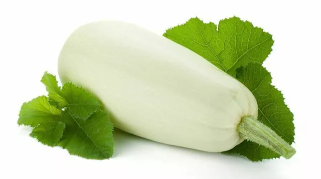 15 graines de COURGETTE BLANCHE DI TRIESTE + CADEAU GRATUIT