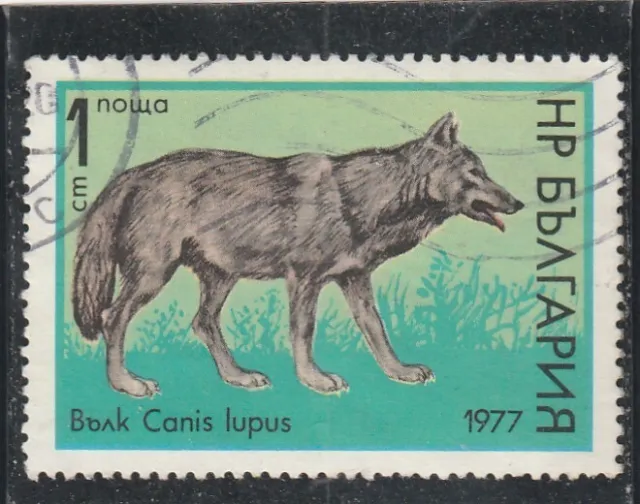 L5907 BULGARIE TIMBRE Y&T N° 2306 de 1977 " Canis Lupus " Oblitéré