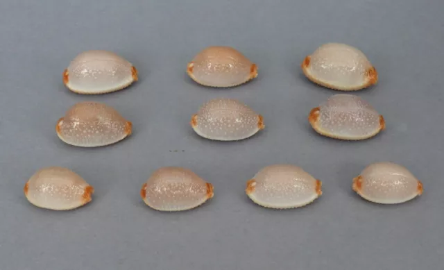 Cypraea staphylaea Lot de 10 - Nouvelle-Calédonie