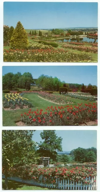 Hershey PA rose Garden Lot of 3 Vintage Postcards - Pennsylvania