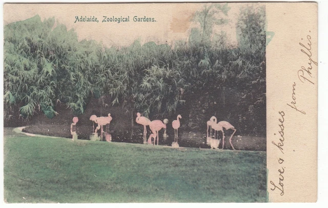 Flamingoes Adelaide Zoological Gardens South Australia Old POSTCARD sent 1905