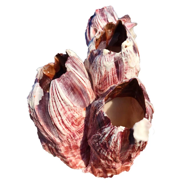 Natural Barnacle oral Fish Tank Aquarium Pond Fish Shrimp Decor Shelter