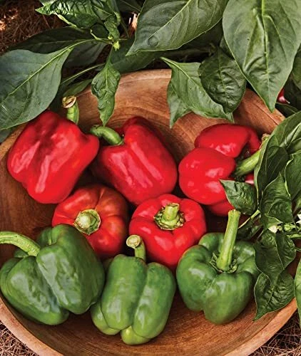 California Wonder Sweet Pepper Seeds | 300 Non-GMO Heirloom Pepper Seeds for Hon