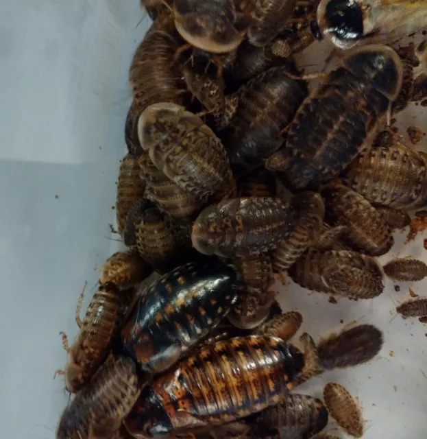 Dubia Roaches - Small, Medium, Large, XL - Live Feeder Insects