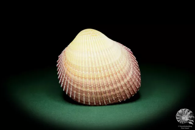 Maoricardium pseudolima Ostafrika Herzmuschel rezent Muschel shell conch Deko